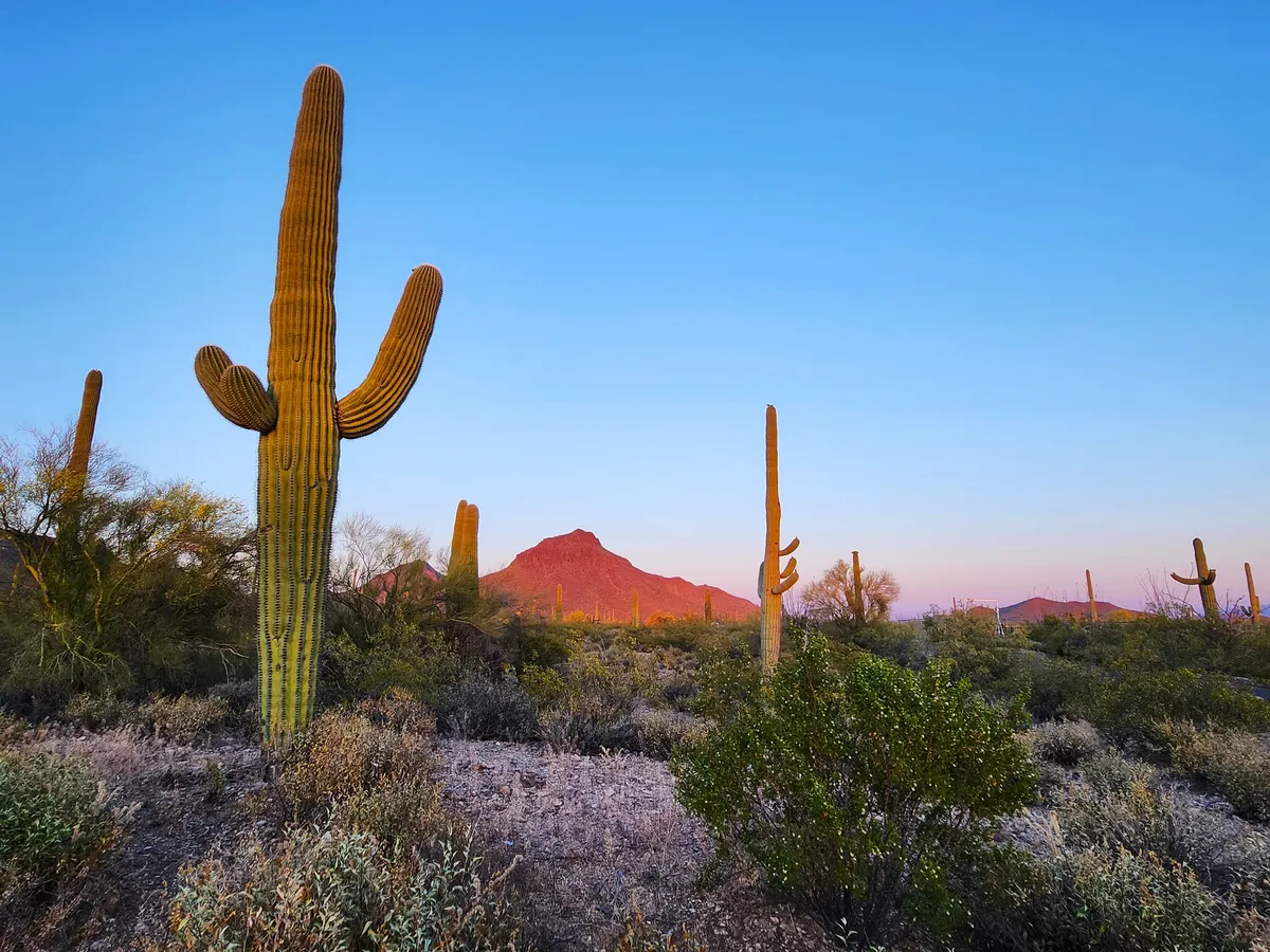 Saguaro cactus at golden hour in the Arizona desert